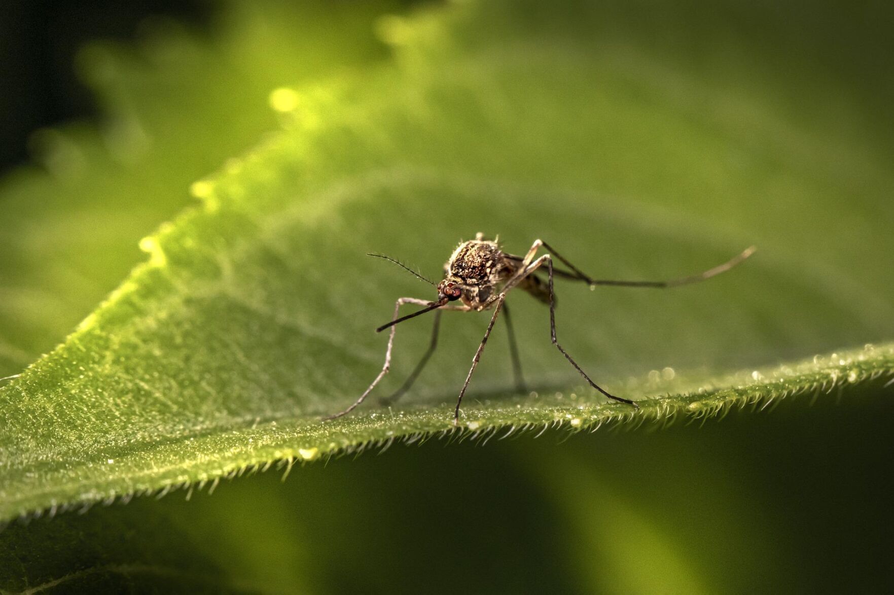 What's the 2022 mosquito forecast?